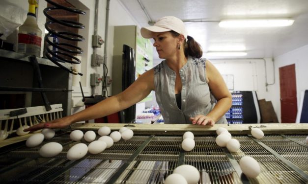 Canadians are falling back in love with eggs: The New Farm
