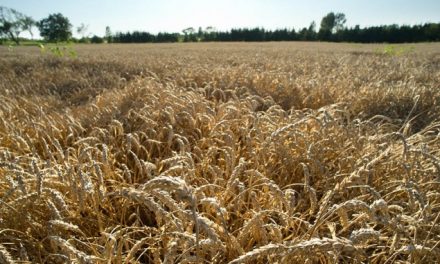 Genetically modified wheat?