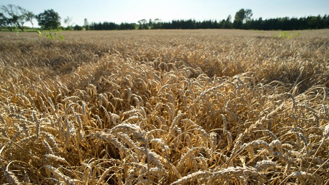 Genetically modified wheat?