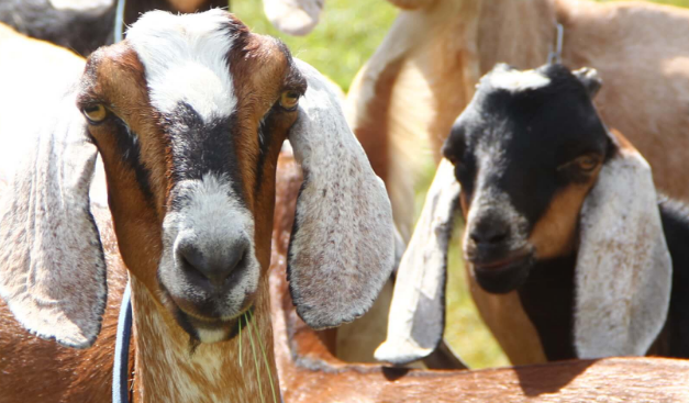 No kidding: small ruminants are coming on big