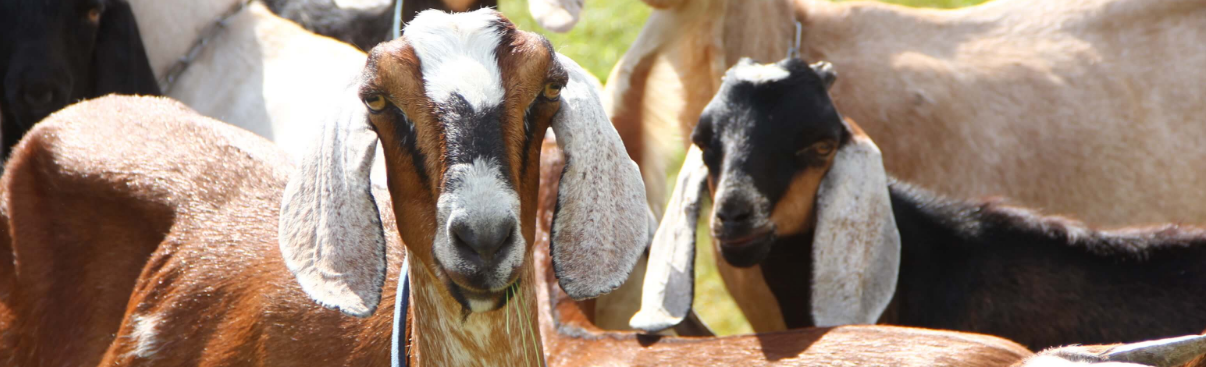 No kidding: small ruminants are coming on big