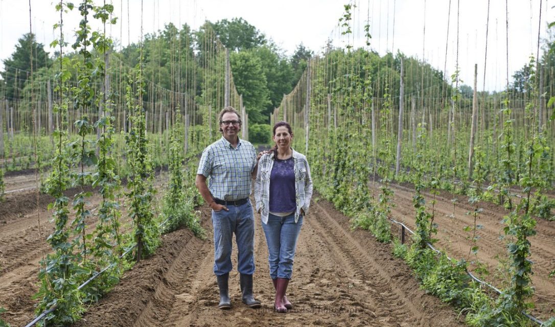 Hops grown on Ontario farms give craft beers their personality