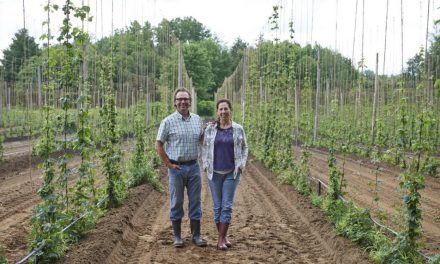 Hops grown on Ontario farms give craft beers their personality