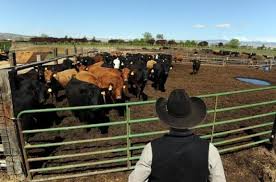 Livestock producers keeping close eye on welfare vote