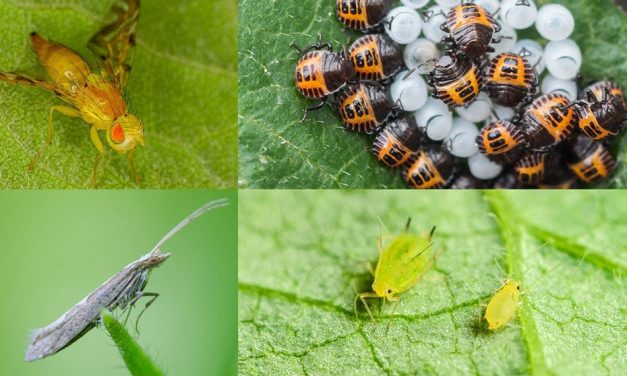 Stormy weather impacts 2019 insect forecast