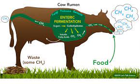 Cows cannot reduce their own greenhouse gas emissions