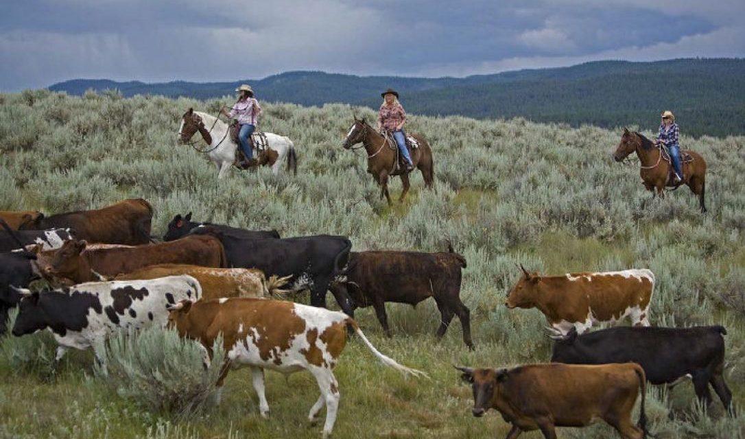 Montana cattle drive welcomes city slickers