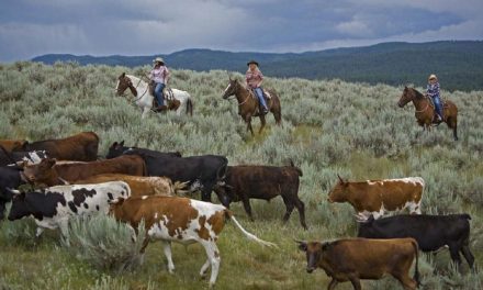 Montana cattle drive welcomes city slickers