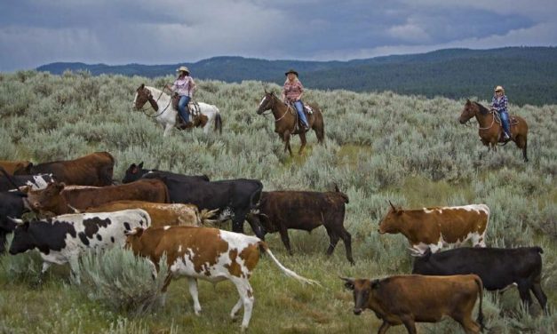 Montana cattle drive welcomes city slickers