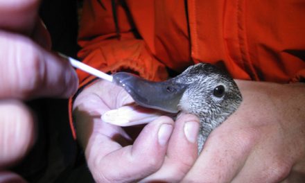 Emerging avian virus found in wild ducks in Ontario