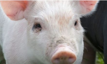 New technology to reduce antimicrobial use in pigs