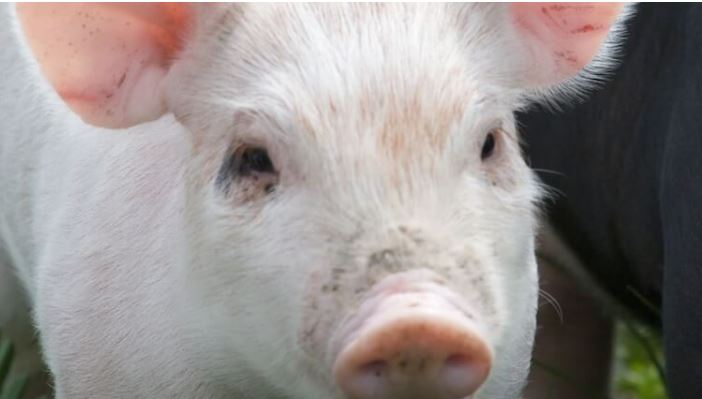 New technology to reduce antimicrobial use in pigs