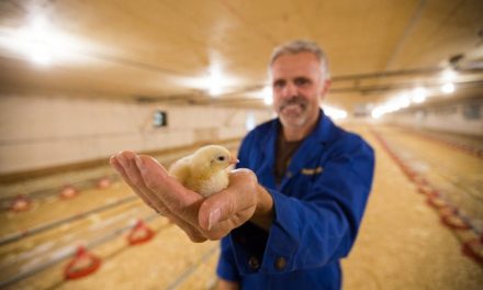 Canadian chicken farmers are rethinking antibiotics