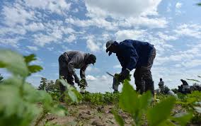 Human welfare is the star of food production