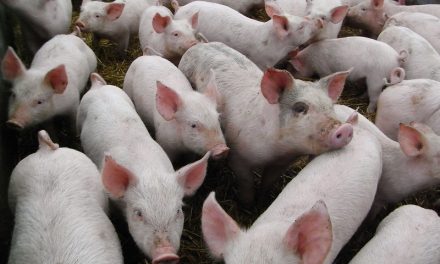 Pork producers want $50 million to fight African Swine Fever