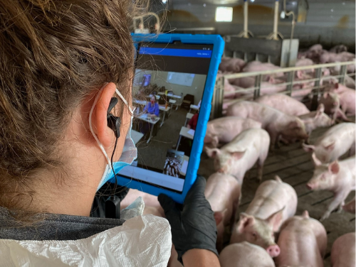 New veterinary program is good signal for livestock sector
