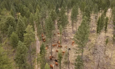 Cattle help head off wildfires before they get started