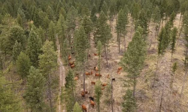 Cattle help head off wildfires before they get started